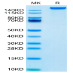 Mouse LY75/CD205 Protein BP004346 Syd Labs