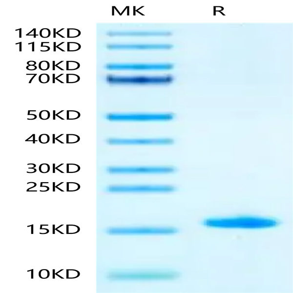 Mouse LY6A Protein (LYA-ME006)