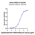 Human LY6G6D Protein BP003422 Syd Labs
