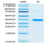 Mouse MFAP4 Protein BP004900 Syd Labs