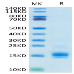 Biotinylated Human MCP-1/CCL2 Protein (MCP-HM401B)