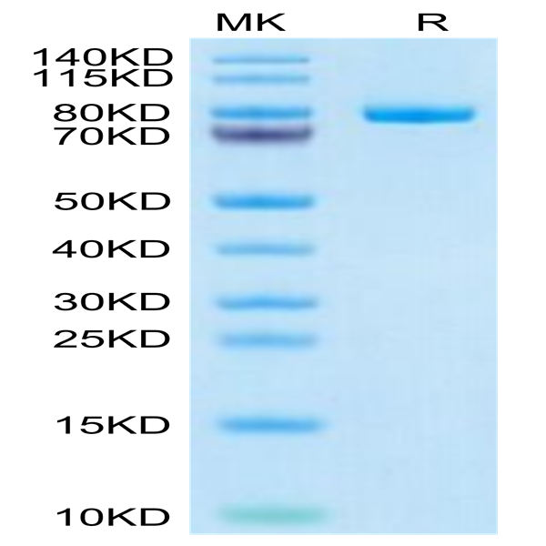 Human CD228/MFI2 Protein (MFI-HM128)