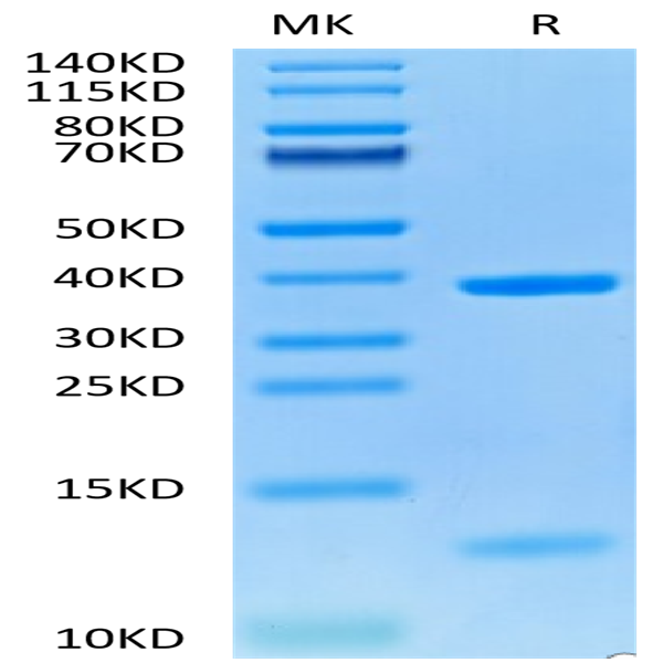 Human HLA-A*02
