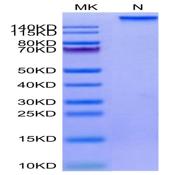 Human HLA-A*02