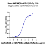Human HLA-A*02:01&B2M&MAGE-A4 (GVYDGREHTV) Monomer Protein BP005411 Syd Labs