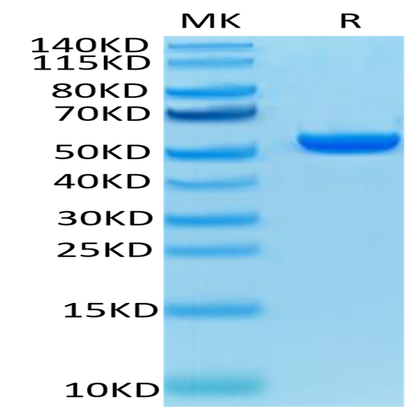 Human HLA-A*02