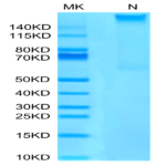 Human HLA-A*02