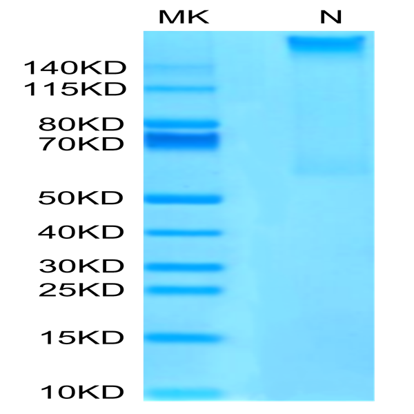 Human HLA-A*02