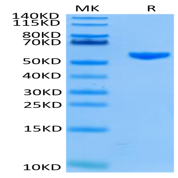 Human HLA-A*02
