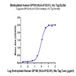 Biotinylated Human HLA-A*02:01&B2M&GP100 (YLEPGPVTA) Monomer Protein BP005516 Syd Labs