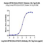 Human HLA-A*02