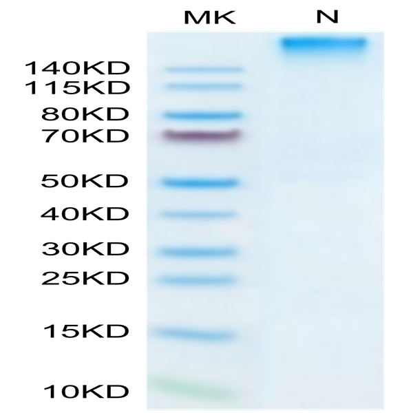Human HLA-A*02