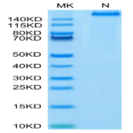 Human HLA-A*02