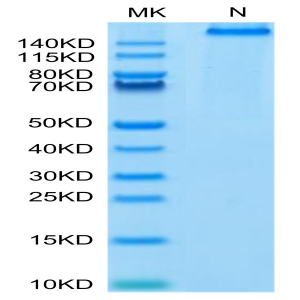 Human HLA-A*02