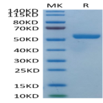 Biotinylated Human HLA-E*01:03&B2M&Peptide (VMAPRTLVL) Monomer Protein BP005220 Syd Labs