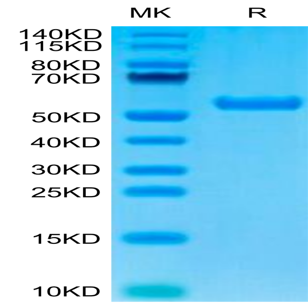 Biotinylated Human HLA-A*02