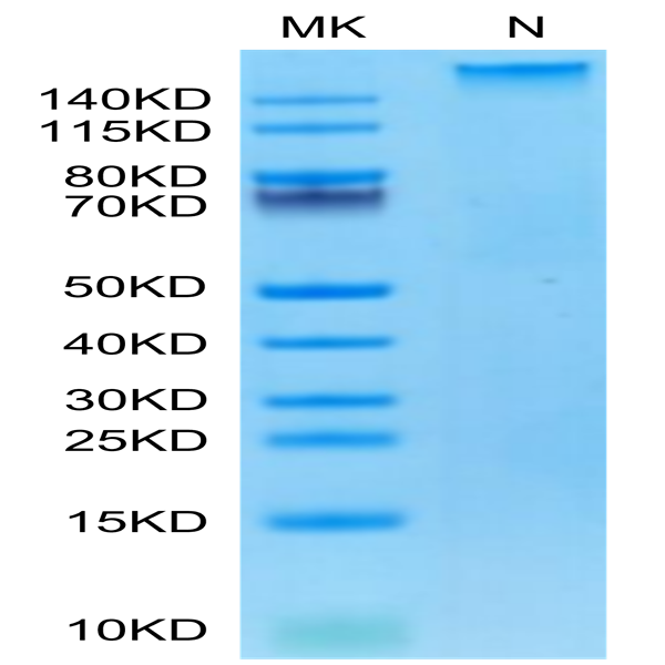 Human HLA-A*02