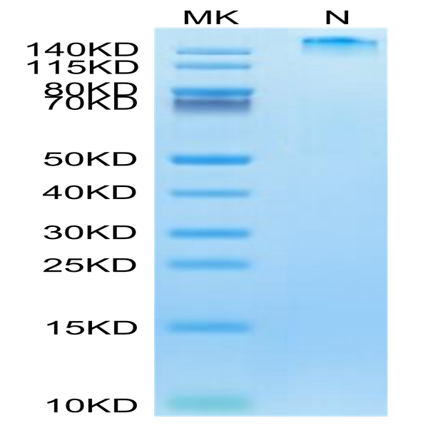 Human HLA-A*02