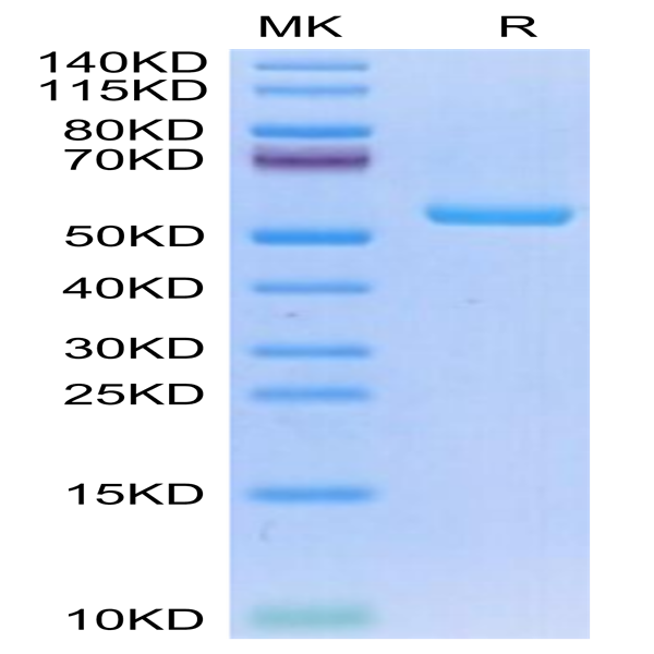 Human HLA-A*02