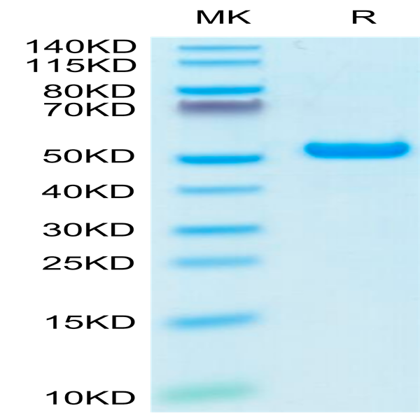 Biotinylated Human HLA-A*02