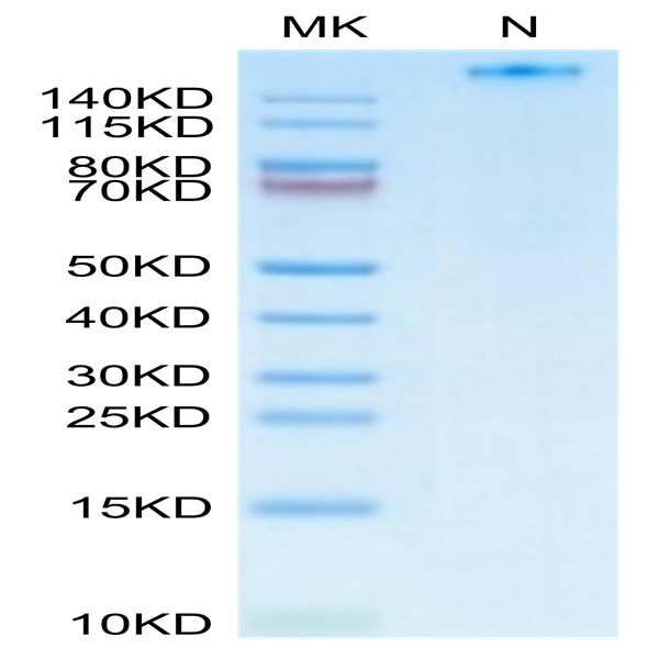 Human HLA-A*02