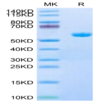 Human HLA-A*11
