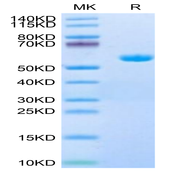 Human HLA-A*11
