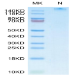 Human HLA-A*11