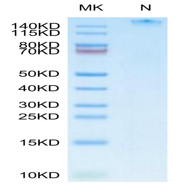 Human HLA-A*11