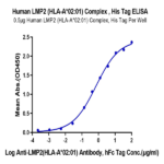 Human HLA-A*02:01&B2M&LMP2 (CLGGLLTMV) Monomer Protein BP004541 Syd Labs