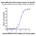 Human HLA-A*02:01&B2M&LMP2 (CLGGLLTMV) Tetramer Protein BP005060 Syd Labs