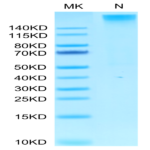 Human HLA-A*02