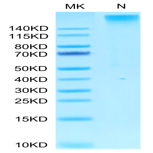 Human HLA-A*02