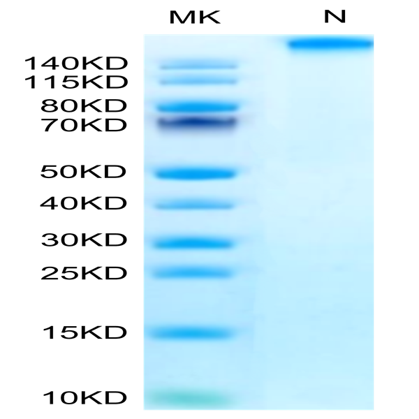 Chimeric HLA-A*02