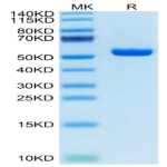 Human HLA-A*02