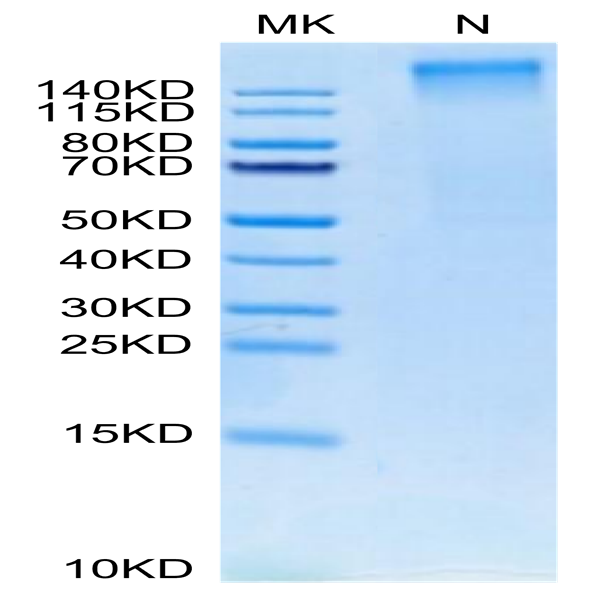 Human HLA-A*02