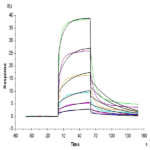 Human HLA-A*03:01&B2M&KRAS G12V (VVVGAVGVGK) Monomer Protein BP004353 Syd Labs
