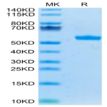 Human HLA-A*03