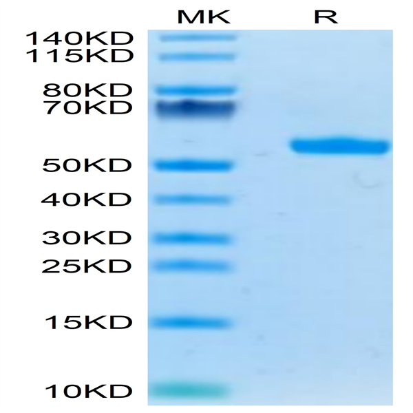 Human HLA-A*03