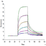 Biotinylated Human HLA-A*03:01&B2M&KRAS G12V (VVVGAVGVGK) Monomer Protein BP003500 Syd Labs