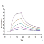 Human HLA-A*03:01&B2M&KRAS G12V (VVVGAVGVGK) Tetramer Protein BP004352 Syd Labs