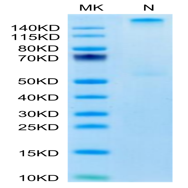 Human HLA-A*03