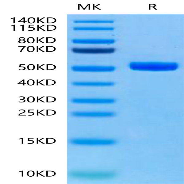 Human Peptide Ready HLA-A*11