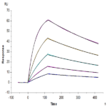 Human HLA-A*11:01&B2M&KRAS G12D (VVVGADGVGK) Monomer Protein BP004358 Syd Labs