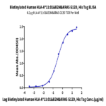 Biotinylated Human HLA-A*11:01&B2M&KRAS G12D (VVVGADGVGK) Monomer Protein BP004734 Syd Labs
