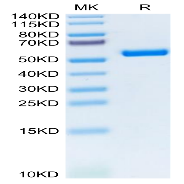 Biotinylated Human HLA-A*11