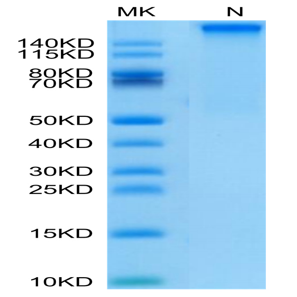 Human HLA-A*11