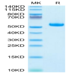 Human HLA-A*11