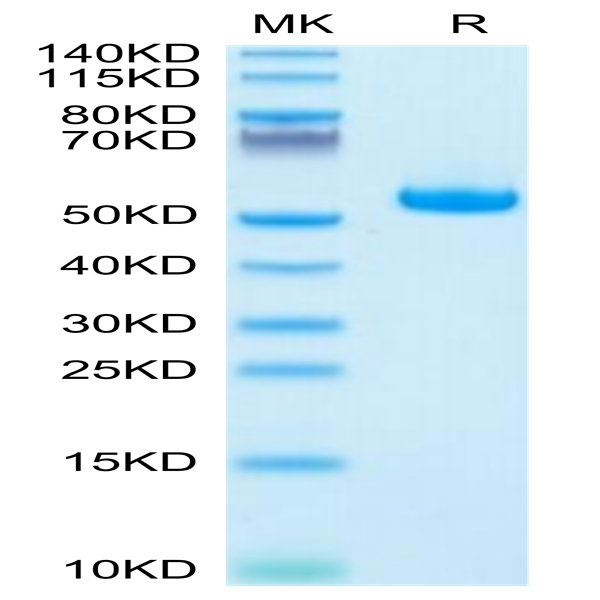 Human HLA-A*11