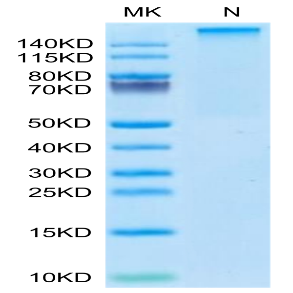 Human HLA-A*11